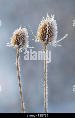 Wilde Karde (Dipsacus fullonum), im Winter mit Reif, Österreich Stockfoto