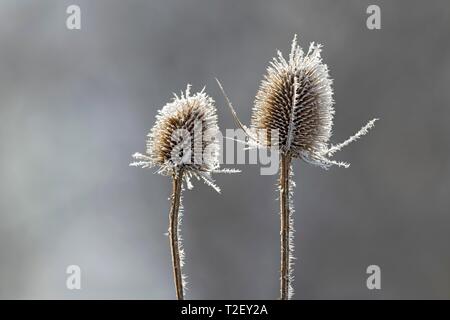 Wilde Karde (Dipsacus fullonum), im Winter mit Reif, Österreich Stockfoto