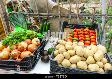 Frisches Gemüse direkt vom Garten Züchter - Zwiebeln, Tomate, Kartoffeln, Valencia Spanien Europa Stockfoto