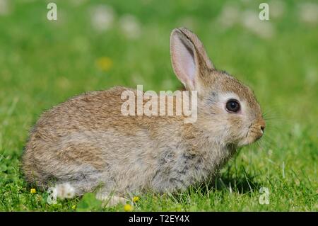 Zwergkaninchen, kurzhaarig, wilde Farbige, sitzt in der Wiese, Österreich Stockfoto