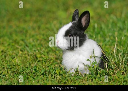 Zwergkaninchen, kurzhaarig, Schwarz und Weiß, 5 Wochen, sitzen in der Wiese, Österreich Stockfoto