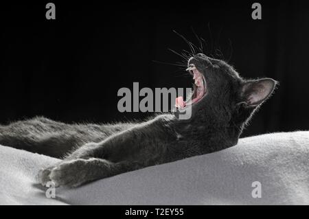 Russisch Blau, Tomcat, auf grauen Decke und Gähnen liegend, Österreich Stockfoto