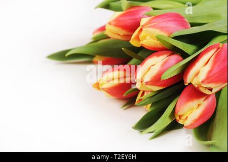 Blumenstrauß mit Tulpen, rot-gelb, weißer Hintergrund, Österreich Stockfoto