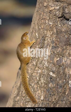 Smith's squirrel (Paraxerus cepapi) klettert auf Baumstamm, South Luangwa National Park, Sambia Stockfoto