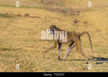 Yellow baboon (Papio cynocephalus) läuft in der Savanne, Süd Luangwa National Park, Sambia Stockfoto