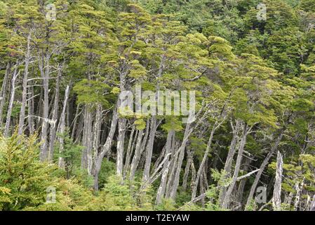 Grünen Laubwald in dichtem Regenwald, Garibaldi, Feuerland, Argentinien Stockfoto