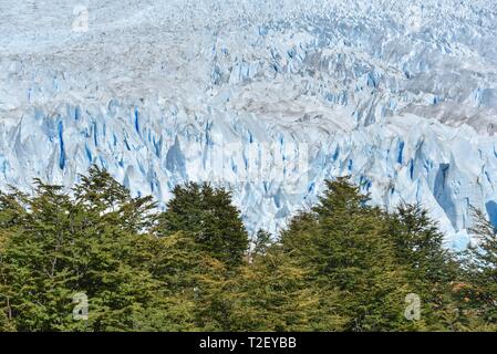 Glaciar Perito Moreno, Wald vor Gletscher brechen, Gletscherzunge, Nationalpark Los Glaciares, Anden, El Calafate, Santa Cruz, Patagonien Stockfoto