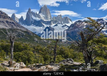 Knorrige Bäume vor Gipfel Massiv des Fitz Roy, Nationalpark Los Glaciares, Anden, Patagonien, Argentinien Stockfoto