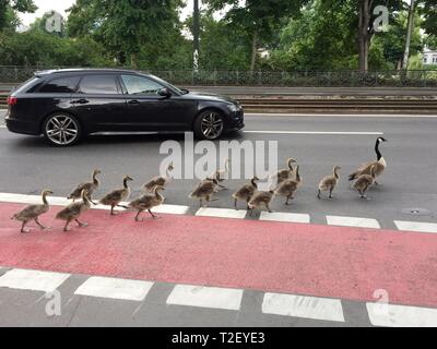 März von der Gans Gans Familie, Kanadagans (Branta canadensis) mit jungen Tieren auf einer Straße, Deutschland Stockfoto