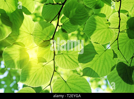 frische neue grüne Blätter, die im Sonnenlicht Leuchten Stockfoto