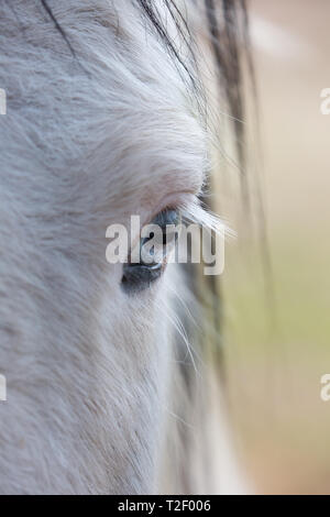 Detaillierte, Porträt, arty Nahaufnahme von einem weißen Pferd linke Auge aus dem vorderen Teil des Pferdes Schnauze genommen. Horse Eye im Detail zeigen Wimpern. Stockfoto