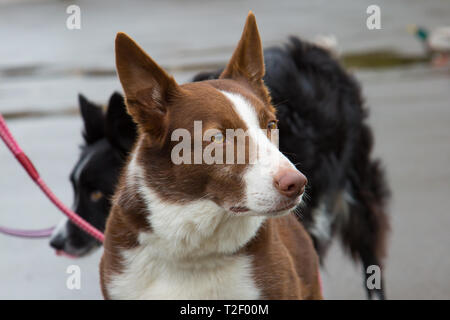 Schließen Detaillierte, Kopf und Schultern geschossen von einem Australischen kurzhaarigen roten Border Collie heraus für seinen Spaziergang in einem Land Großbritannien Park. Stockfoto