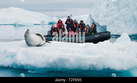 Die Passagiere an Bord eines Zodiac in der Antarktis genießen Sie den Blick auf eine Weddell Dichtung auf einem Eisberg während auf eine Expedition zu den polaren Regionen Stockfoto