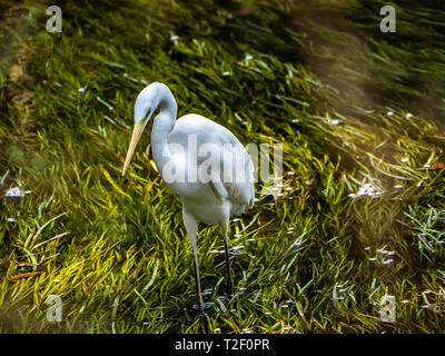 Eine japanische Seidenreiher, Egretta garzetta, oder kosagi in Japanisch, watet in einem Fluss in Yamato, Kanagawa, Japan. Stockfoto