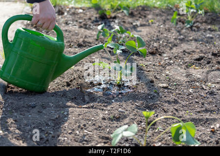 Im Frühjahr hand Bewässerung Erdbeere Pflanze mit wenig Bewässerung. Stockfoto