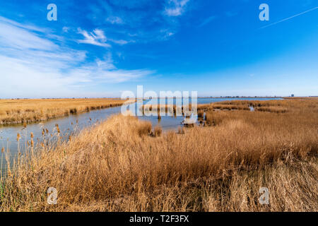 Naturpark der Ebro Delta, Tarragona, Katalonien, Spanien, Europa. Stockfoto