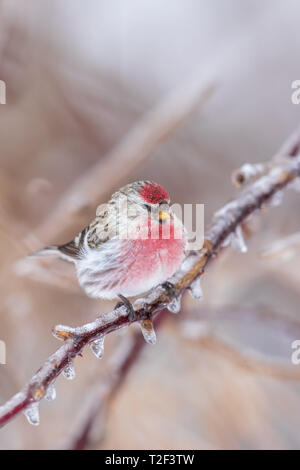 Common redpoll auf einer Eisbedeckten Dornbusch in Nordwisconsin thront. Stockfoto