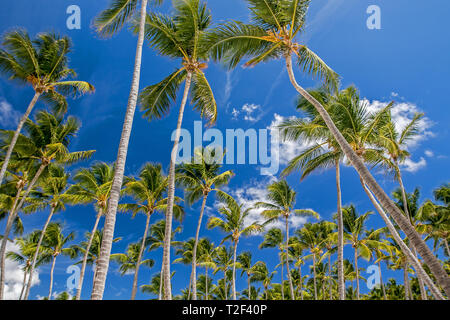 Palmen gegen den strahlend blauen Himmel. Stockfoto