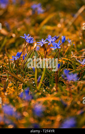 Schöner Frühling Veilchen mit bookeh schoss auf breiter Apertur im Gras in einem Garten Stockfoto