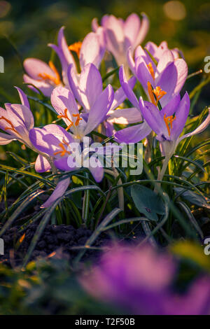 Schönen Frühlingsblumen krokusse Schuß mit einem Makro Objektiv mit großer Blendenöffnung im Gras mit einem schönen unscharfen Hintergrund in vertikaler Perspektive Stockfoto