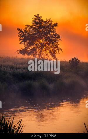Einsamer Baum auf dem flußufer am Morgen vor dem Sonnenaufgang im Nebel mit Reiche, lebhafte Farben Stockfoto