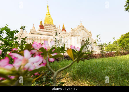 (Selektive Fokus) einen atemberaubenden Blick auf die wunderschöne Ananda Tempel im Hintergrund und einige Pink frangipani Blüten im Vordergrund. Stockfoto