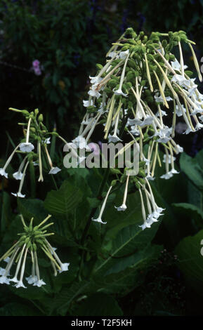 Blühende Tabak (Nicotiana sylvestris), auch bekannt als WOODLAND TABAK UND SOUTH AMERICAN TOBACCO Stockfoto