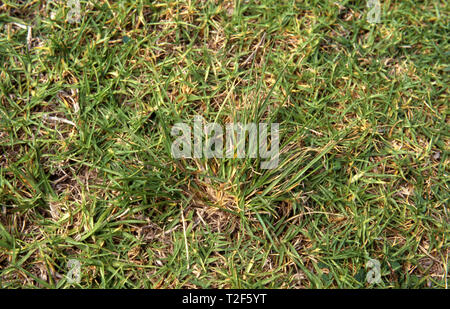 NAHE AUFNAHME VON PARRAMATTA-GRAS (SPOROBOLUS AFRICANUS) EINEM BÜSCHIG WACHSENDEN INVASIVEN GRASUNKRAUT, DAS IN EINEM RASEN WÄCHST, COFFS HARBOUR, NEW SOUTH WALES, AUSTRALIEN. Stockfoto