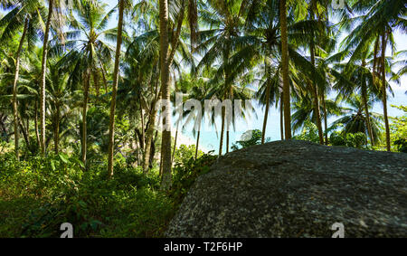 (Selektive Fokus) Atemberaubende Aussicht auf einer paradiesischen Strand durch eine reiche und grüne Vegetation aus Palmen gesehen. Stockfoto