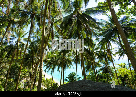 (Selektive Fokus) Atemberaubende Aussicht auf einer paradiesischen Strand durch eine reiche und grüne Vegetation aus Palmen gesehen. Stockfoto