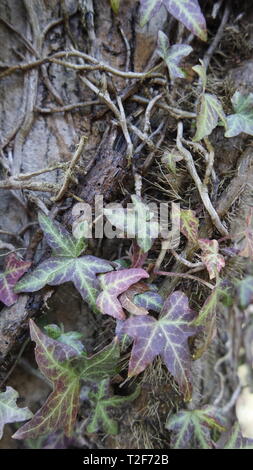 Ivy verlässt eine Baumrinde Stockfoto
