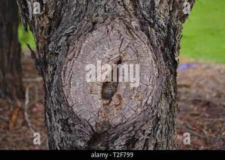 Nahaufnahme der Alten gehackt Baum brunch mit sanft verwischt natürlichen Hintergrund Stockfoto