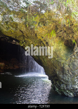 Natürliche Brücke Springbrook National Park Stockfoto