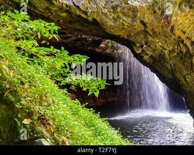 Natürliche Brücke Springbrook National Park Stockfoto