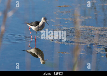 Schwarz - geflügelte Stelzenläufer (Himantopus himantopus) mit Reflexion in "Raco de l'Olla", Naturpark Albufera Valencia, Valencia, Spanien. Stockfoto