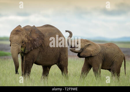 Zwei afrikanischen Elefanten (Loxodonta africana) Baby, spielen auf Savanne, Amboseli National Park, Kenia. Stockfoto