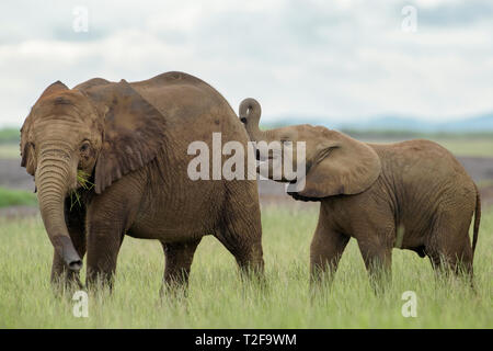 Zwei afrikanischen Elefanten (Loxodonta africana) Baby, spielen auf Savanne, Amboseli National Park, Kenia. Stockfoto