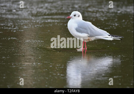 Seitenansicht eines Black-Headed Möwe (Chroicocephalus ridibundus) auf Eis auf einem See im Winter in West Sussex, UK. Stockfoto