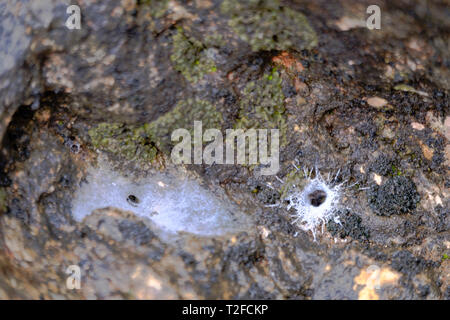 Spider Loch und Trap in Parana, Axarquia, Malaga, Málaga, Andalusien, Costa del Sol, Spanien Stockfoto