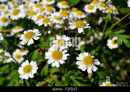 Blühende Matricaria Chamomilla Blüten im Garten in sonniger Tag, selektiver Fokus auf die unscharfen floral background Stockfoto