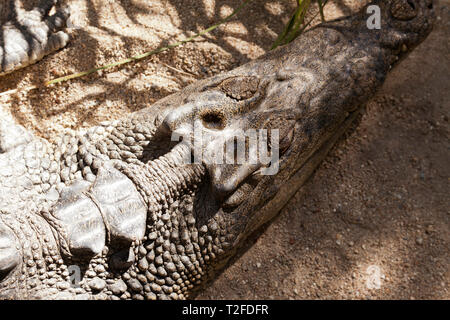 In der Nähe von einem Krokodil Kopf, Hartley's Crocodile Adventures Wildlife Sanctuary, Captain Cook Highway, Wangetti, Queensland, Australien. Stockfoto