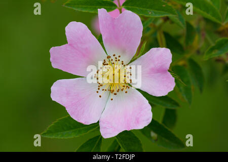 Heckenrose (Rosa Canina), Blume Stockfoto