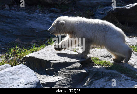 Berlin, Deutschland. 01 Apr, 2019. Der kleine Eisbär Hertha Spaziergänge durch das Gehäuse in den Tierpark Berlin. Die eisbären Mädchen war am 1. Dezember 2018 geboren. Foto: Jens Kalaene/dpa-Zentralbild/dpa/Alamy leben Nachrichten Stockfoto