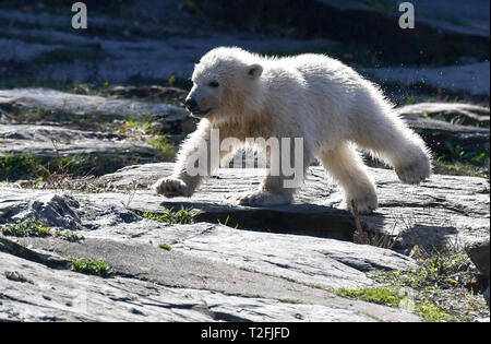 Berlin, Deutschland. 01 Apr, 2019. Der kleine Eisbär Hertha läuft durch das Gehäuse in den Berliner Zoo. Die eisbären Mädchen war am 1. Dezember 2018 geboren. Foto: Jens Kalaene/dpa-Zentralbild/dpa/Alamy leben Nachrichten Stockfoto