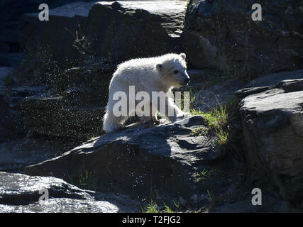 Berlin, Deutschland. 01 Apr, 2019. Der kleine Eisbär Hertha Spaziergänge durch das Gehäuse in den Tierpark Berlin. Die eisbären Mädchen war am 1. Dezember 2018 geboren. Foto: Jens Kalaene/dpa-Zentralbild/dpa/Alamy leben Nachrichten Stockfoto