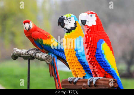 Whipsnade Zoo, Bedfordshire, Großbritannien. 2 Apr, 2019. Inca der hellrote Ara inspiziert die Lego Vögel. Echte Aras Inca und Bolivien auf ZSL Whipsnade Zoo von Angesicht zu Angesicht mit den LEGO Stein Zwillinge kommen. Wächter: Jamie. Eine lebensgroße Skulptur von zwei bunten Aras auf einer Stange, Gesichter der ultimative Test, wenn es sorgfältig von eigenen realen im Zoo - Leben Ara geprüft, männliche hellrote Ara, Inca, und weibliche Military macaw, Bolivien. Die beiden LEGO Vögel sind Teil der neuen "Großen Backstein Safari' für Besucher, die während der Osterferien. Credit: Imageplotter/Alamy leben Nachrichten Stockfoto