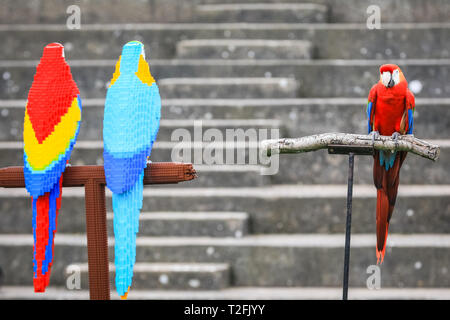 Whipsnade Zoo, Bedfordshire, Großbritannien. 2 Apr, 2019. Inca der hellrote Ara inspiziert die Lego Vögel. Echte Aras Inca und Bolivien auf ZSL Whipsnade Zoo von Angesicht zu Angesicht mit den LEGO Stein Zwillinge kommen. Wächter: Jamie. Eine lebensgroße Skulptur von zwei bunten Aras auf einer Stange, Gesichter der ultimative Test, wenn es sorgfältig von eigenen realen im Zoo - Leben Ara geprüft, männliche hellrote Ara, Inca, und weibliche Military macaw, Bolivien. Die beiden LEGO Vögel sind Teil der neuen "Großen Backstein Safari' für Besucher, die während der Osterferien. Credit: Imageplotter/Alamy leben Nachrichten Stockfoto