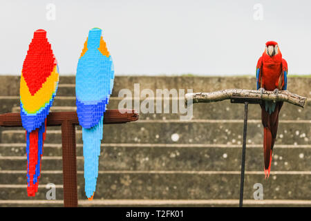 Whipsnade Zoo, Bedfordshire, Großbritannien. 2 Apr, 2019. Inca der hellrote Ara inspiziert die Lego Vögel. Echte Aras Inca und Bolivien auf ZSL Whipsnade Zoo von Angesicht zu Angesicht mit den LEGO Stein Zwillinge kommen. Wächter: Jamie. Eine lebensgroße Skulptur von zwei bunten Aras auf einer Stange, Gesichter der ultimative Test, wenn es sorgfältig von eigenen realen im Zoo - Leben Ara geprüft, männliche hellrote Ara, Inca, und weibliche Military macaw, Bolivien. Die beiden LEGO Vögel sind Teil der neuen "Großen Backstein Safari' für Besucher, die während der Osterferien. Credit: Imageplotter/Alamy leben Nachrichten Stockfoto