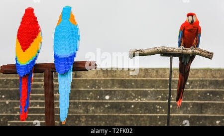 Whipsnade Zoo, Bedfordshire, Großbritannien. 2 Apr, 2019. Inca der hellrote Ara inspiziert die Lego Vögel. Echte Aras Inca und Bolivien auf ZSL Whipsnade Zoo von Angesicht zu Angesicht mit den LEGO Stein Zwillinge kommen. Wächter: Jamie. Eine lebensgroße Skulptur von zwei bunten Aras auf einer Stange, Gesichter der ultimative Test, wenn es sorgfältig von eigenen realen im Zoo - Leben Ara geprüft, männliche hellrote Ara, Inca, und weibliche Military macaw, Bolivien. Die beiden LEGO Vögel sind Teil der neuen "Großen Backstein Safari' für Besucher, die während der Osterferien. Credit: Imageplotter/Alamy leben Nachrichten Stockfoto