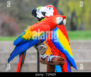 Whipsnade Zoo, Bedfordshire, Großbritannien. 2 Apr, 2019. Inca der hellrote Ara inspiziert die Lego Vögel. Echte Aras Inca und Bolivien auf ZSL Whipsnade Zoo von Angesicht zu Angesicht mit den LEGO Stein Zwillinge kommen. Wächter: Jamie. Eine lebensgroße Skulptur von zwei bunten Aras auf einer Stange, Gesichter der ultimative Test, wenn es sorgfältig von eigenen realen im Zoo - Leben Ara geprüft, männliche hellrote Ara, Inca, und weibliche Military macaw, Bolivien. Die beiden LEGO Vögel sind Teil der neuen "Großen Backstein Safari' für Besucher, die während der Osterferien. Credit: Imageplotter/Alamy leben Nachrichten Stockfoto